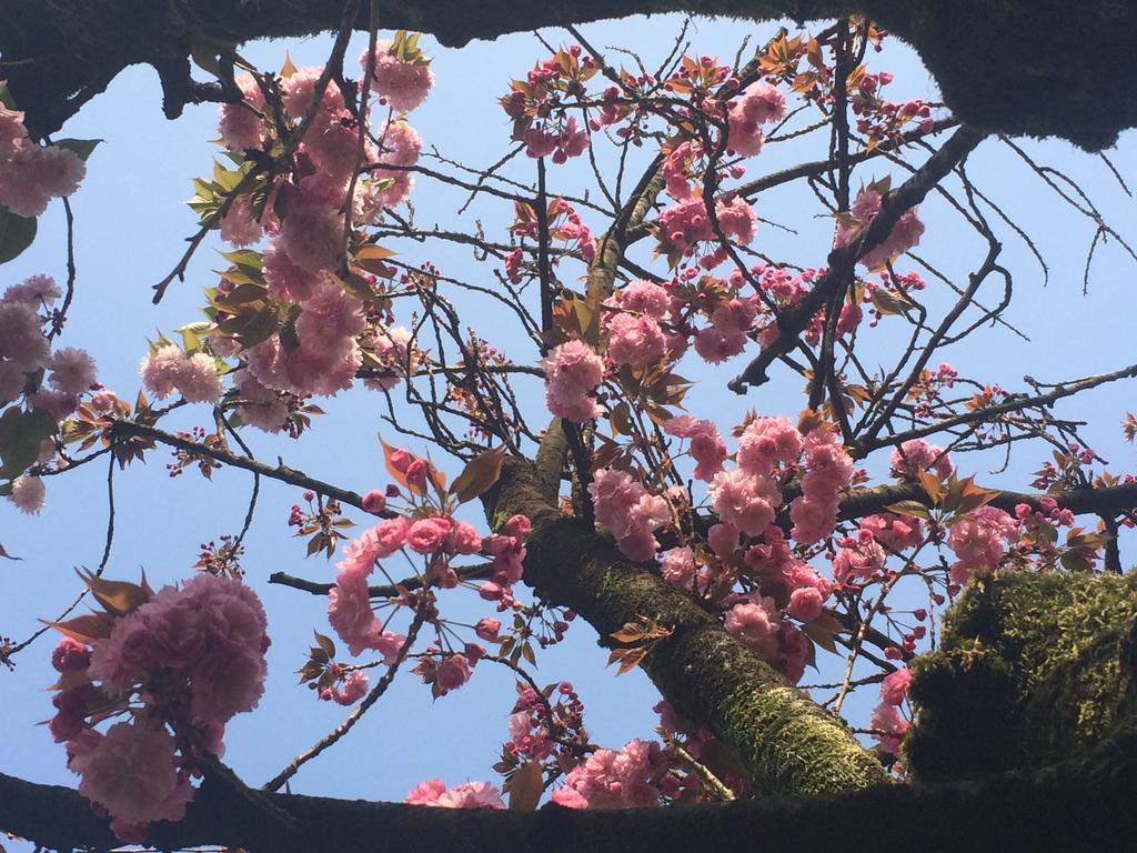 Il Cantelino
